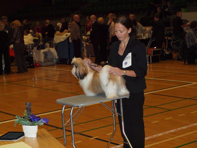Shih Tzu Danmark